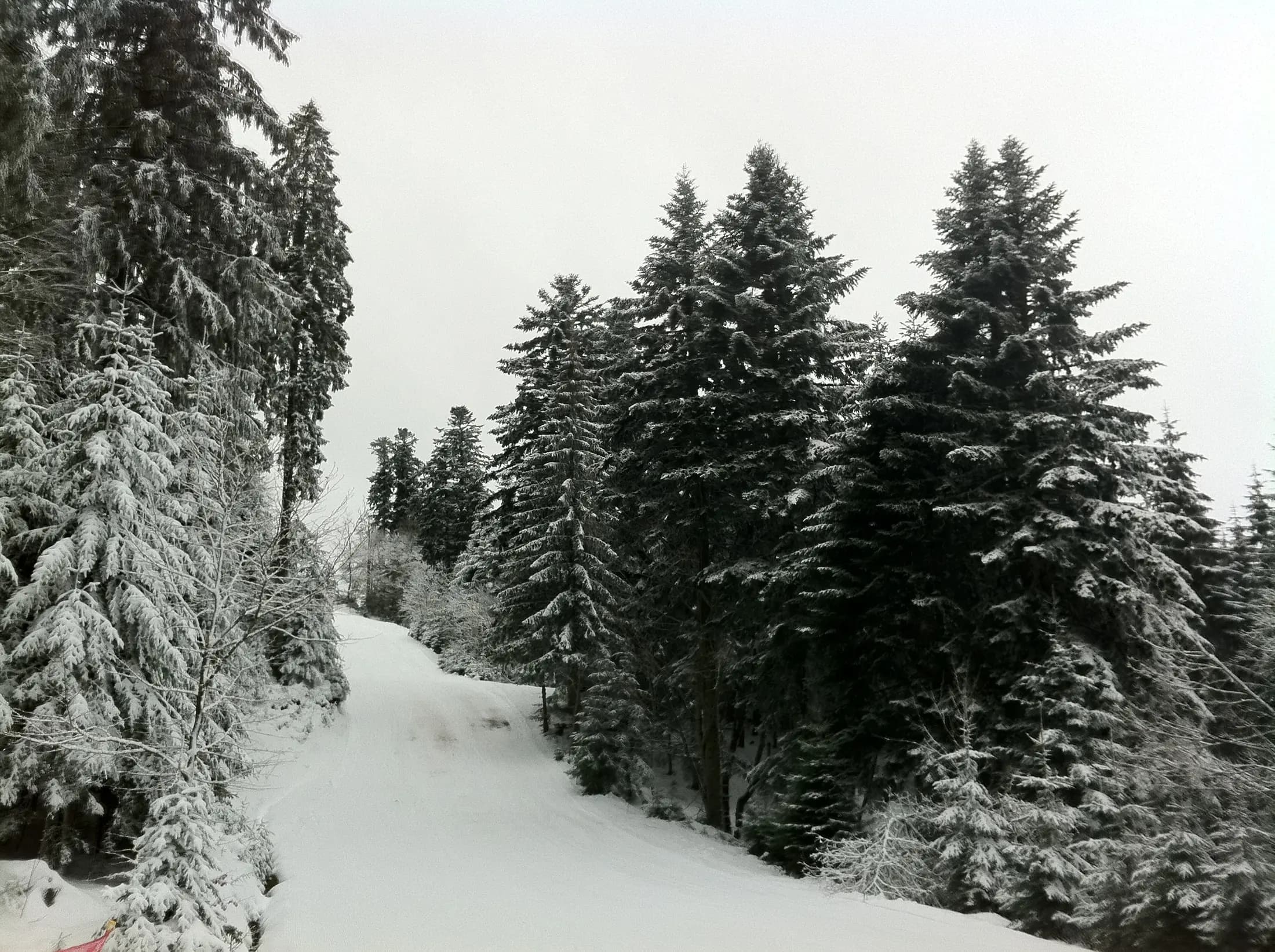 Sentier de la Goutte sous les sapins enneigés à Gérardmer