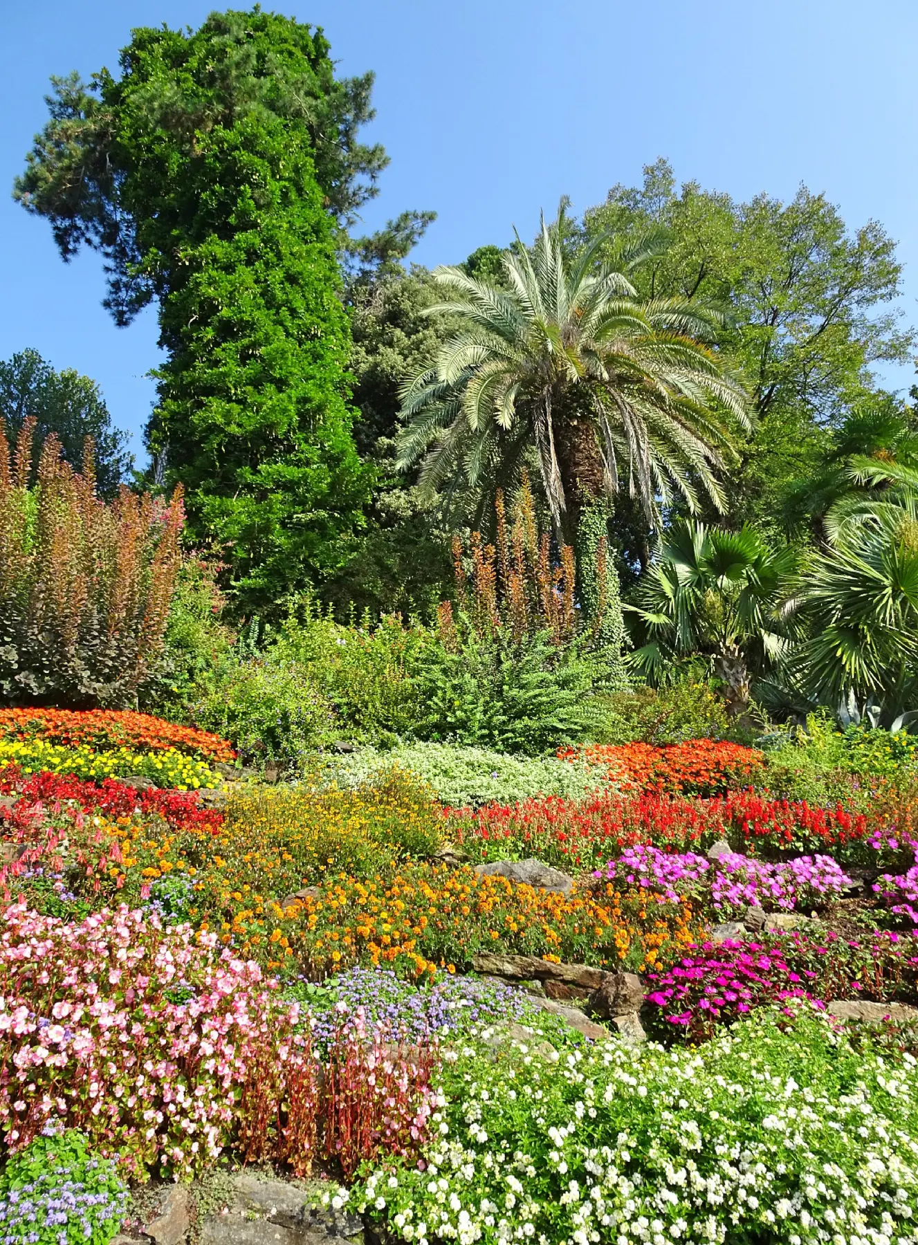 Massifs fleuris et palmiers dans le jardin botanique de Villa Carlotta