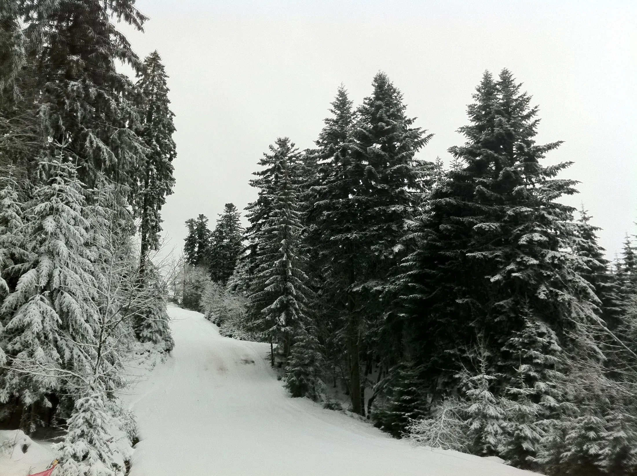 Chemin forestier enneigé dans les sapins près de Gérardmer