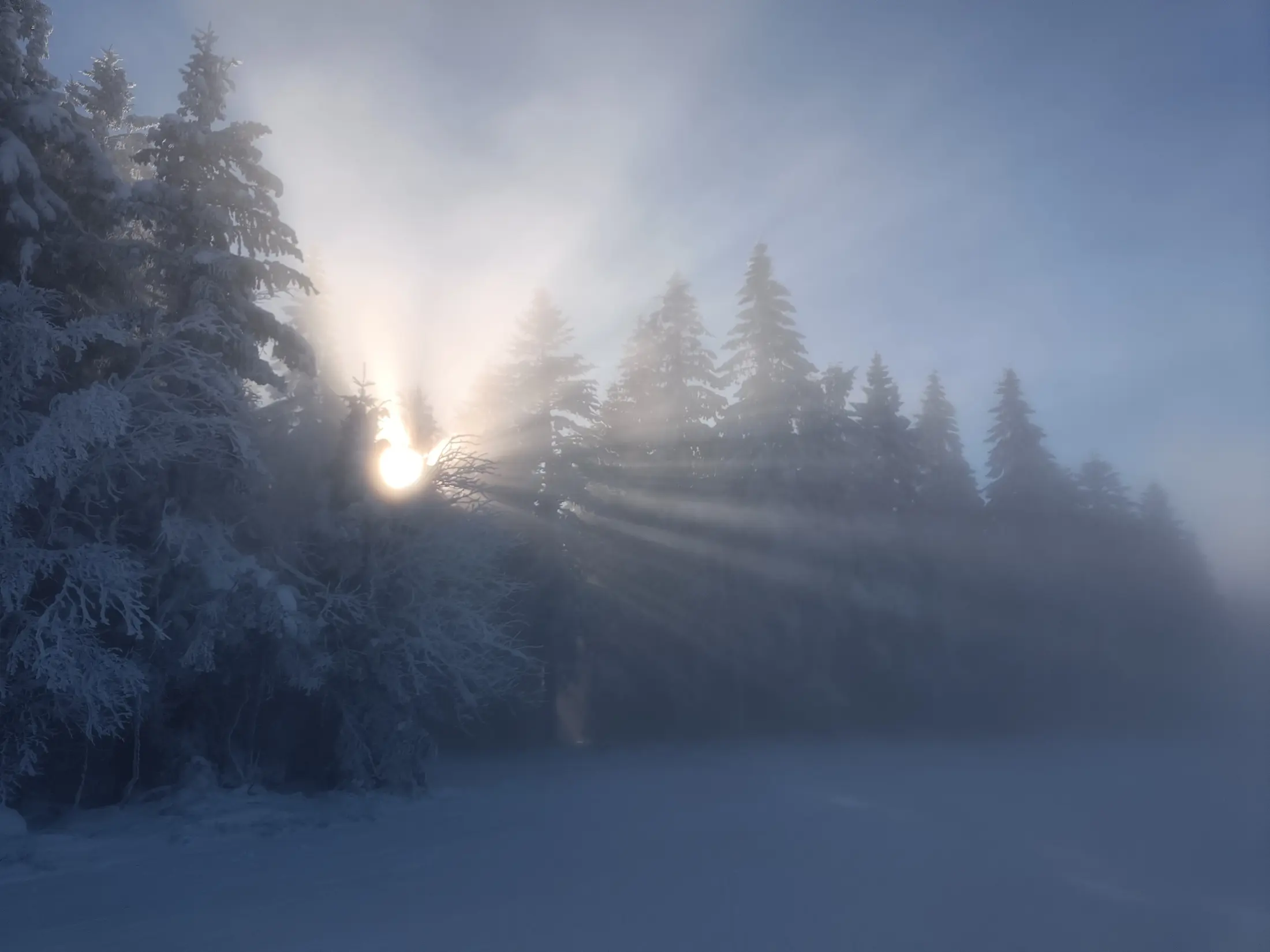 Rayon de soleil traversant une forêt de sapins enneigés à Gérardmer